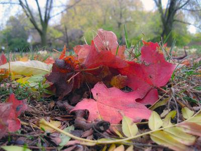 leaf litter rene mcgurk cc by 2.0