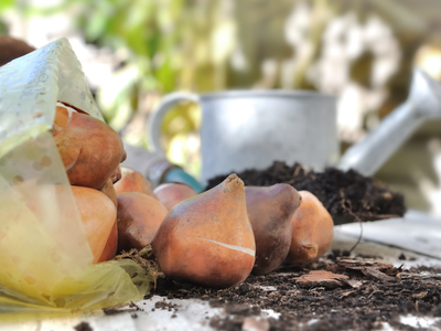 Tulip bulbs spilling from plastic bag on potting bench with soil and watering can