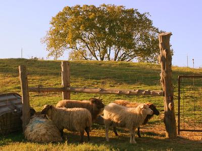 Sheep in rolling pasture with tree in background.
