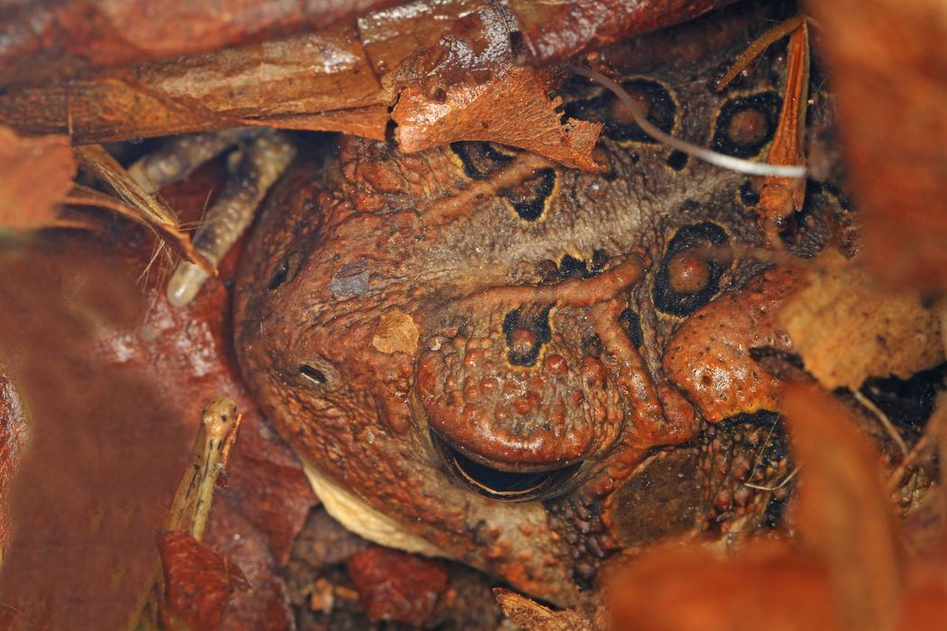 american toad in eaf litter