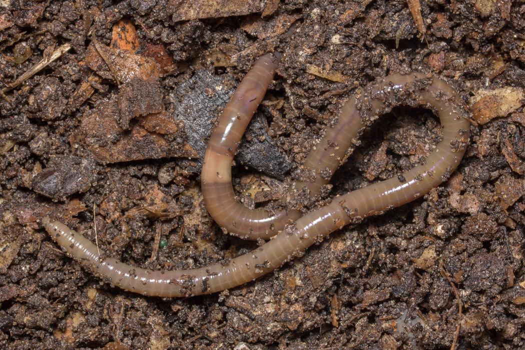 Brown earthworm on damp soil and leaf litter with soil particles adhering
