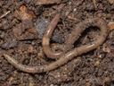 Brown earthworm on damp soil and leaf litter with soil particles adhering
