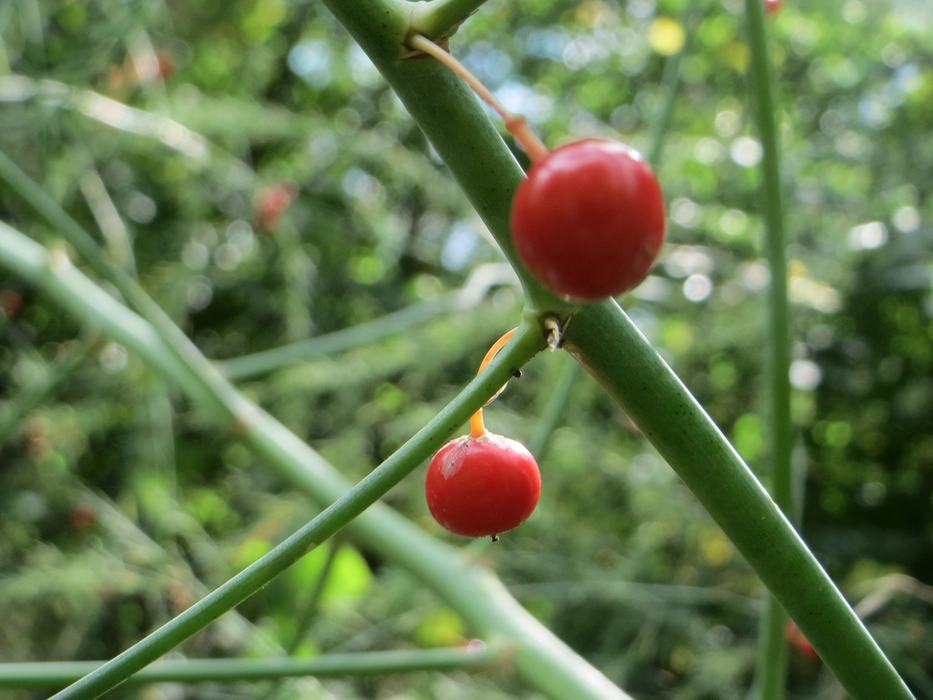Female asparagus plants will produce showy, red berries in late summertime. 