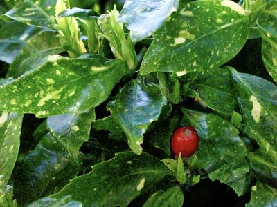 Variegated green leaves with a single red berry nestled among foliage