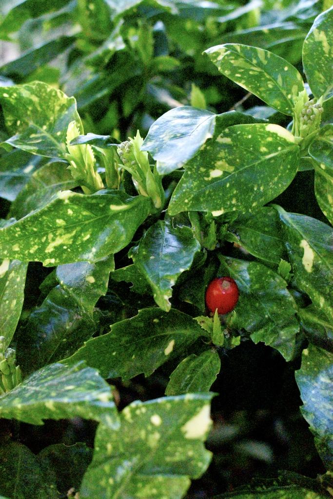 Variegated green leaves with a single red berry nestled among foliage