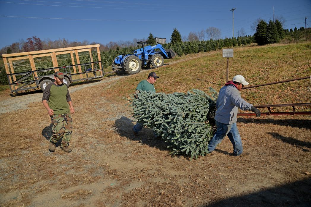 2 men carrying a Christmas Tree