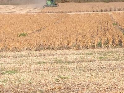 Green combine harvester harvesting a golden soybean field near a tree line, dust trailing
