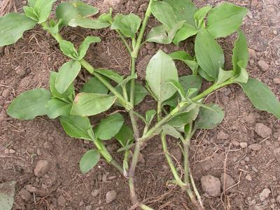 photo of foliage, thick stems rooting at the nodes with subteranean flowers photo credit: J C Neal