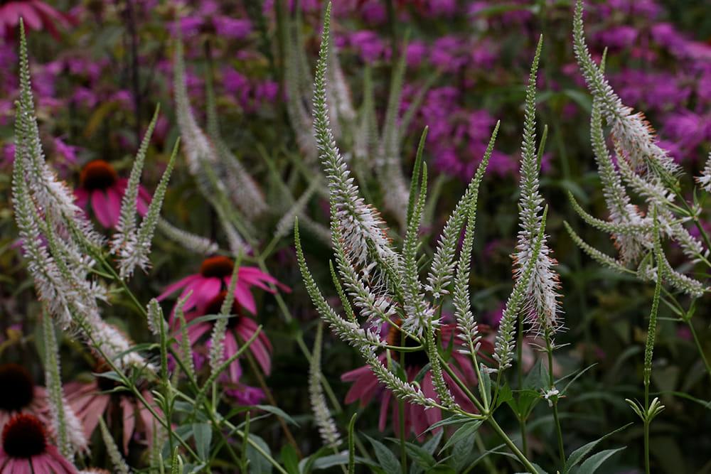 Culver’s root