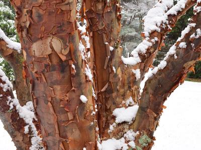 bark of paperbark maple