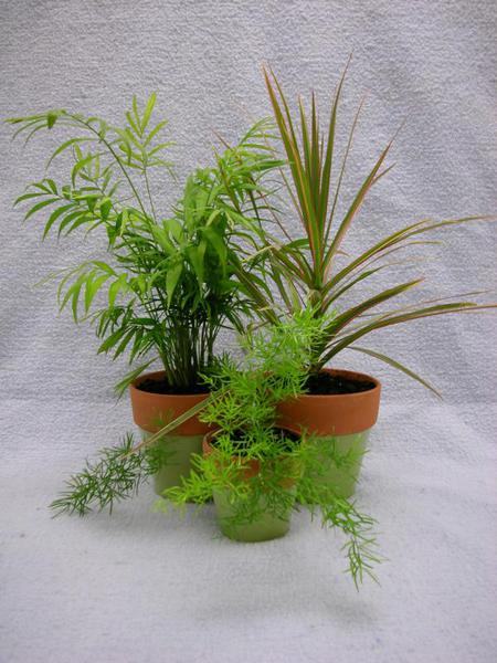 Group of houseplants