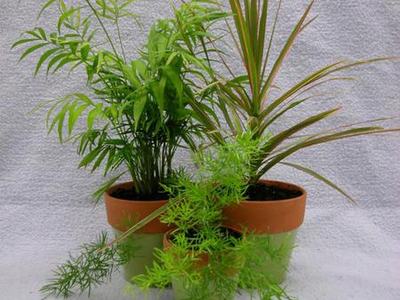 Group of houseplants