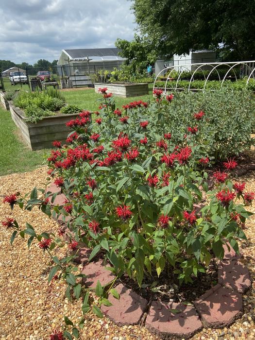red bee balm in bloom in a garden