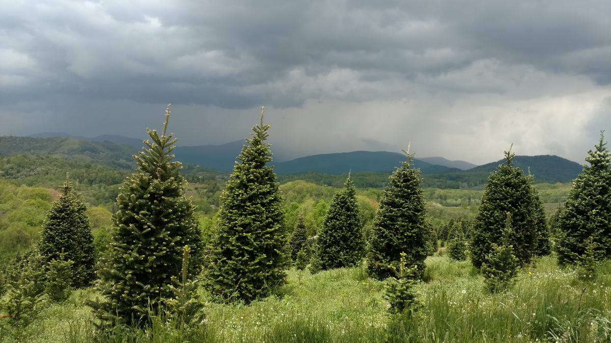 Fraser fir Farm