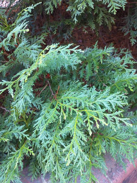 arborvitae foliage