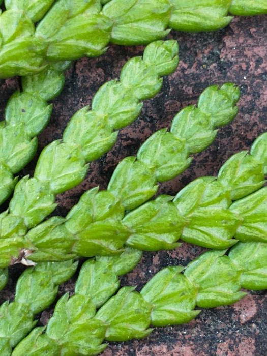 close-up of arborvitae needles