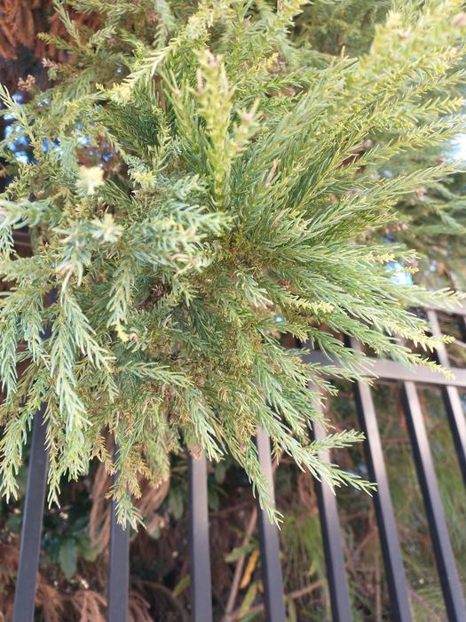 branch of Japanese cedar