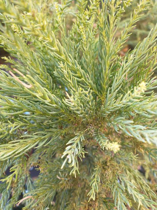 close-up of Japanese cedar branch