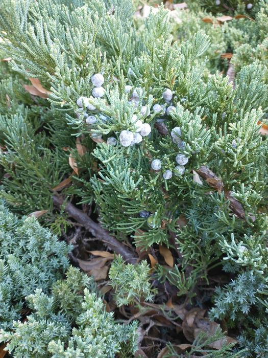 close-up of foliage and berries of a creeping juniper