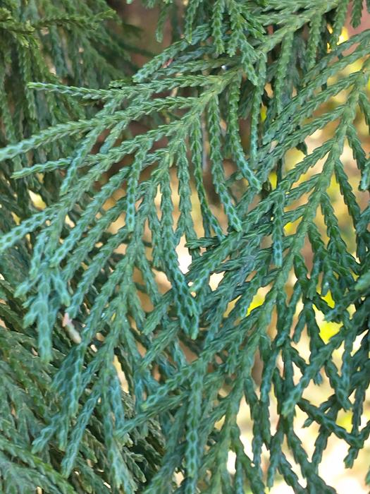 close-up of Leyland cypress needles