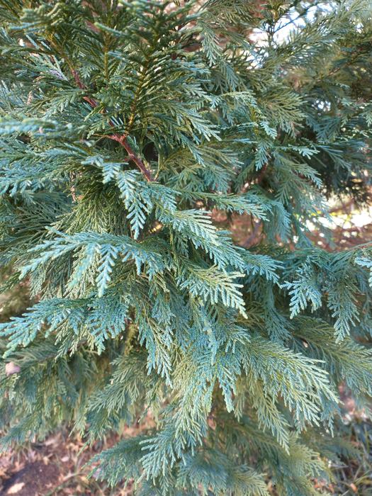 branches of Leyland cypress