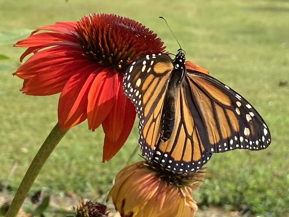 monarch butterfly on red coneflower