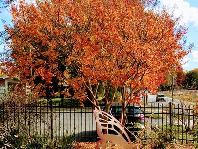 Metal butterfly-shaped bench beneath an orange-leaved autumn tree by a fence