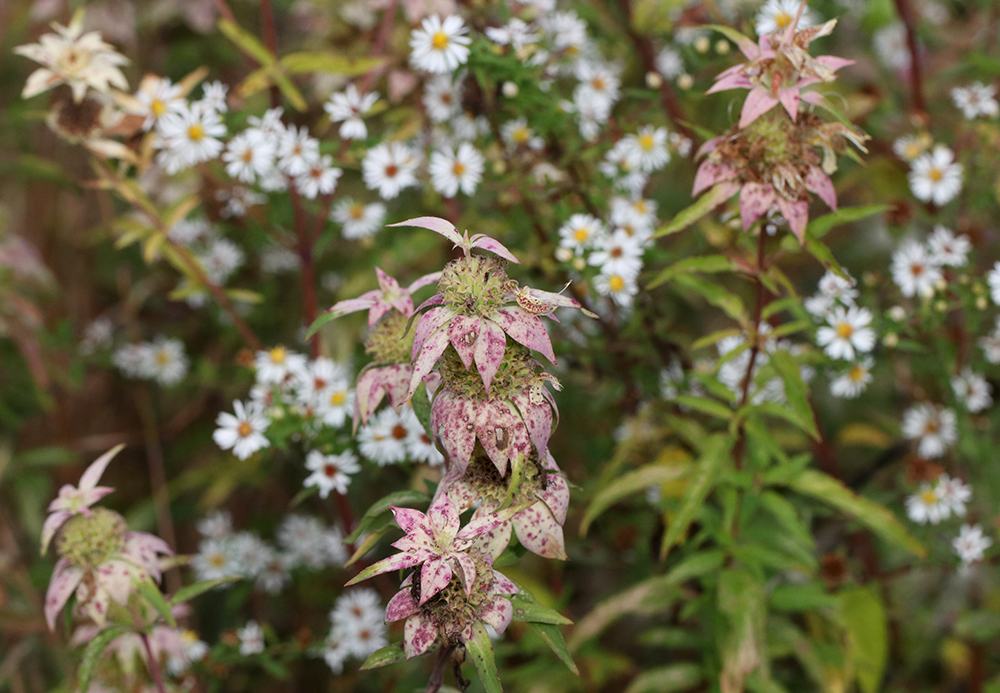 Eastern horsemint and frost aster