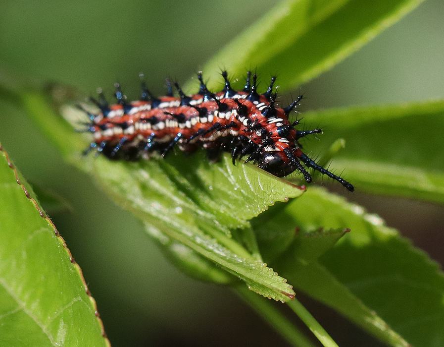 Variegated fritillary caterpillar