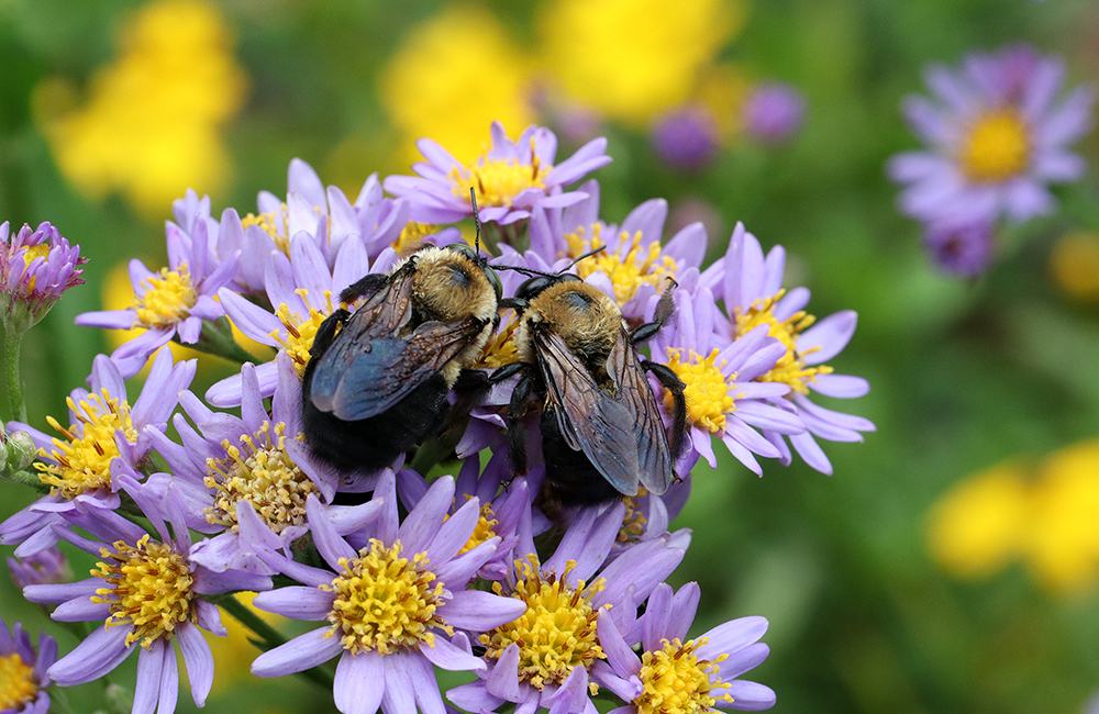 Carpenter bees 