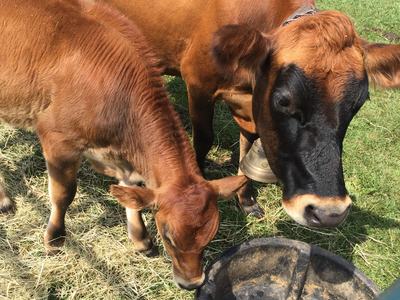 Brown cow with black face and calf near an empty water trough in a fenced grassy pen