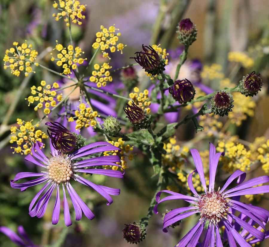 Native Georgia aster with bronze fennel. Photo by Debbie Roos.