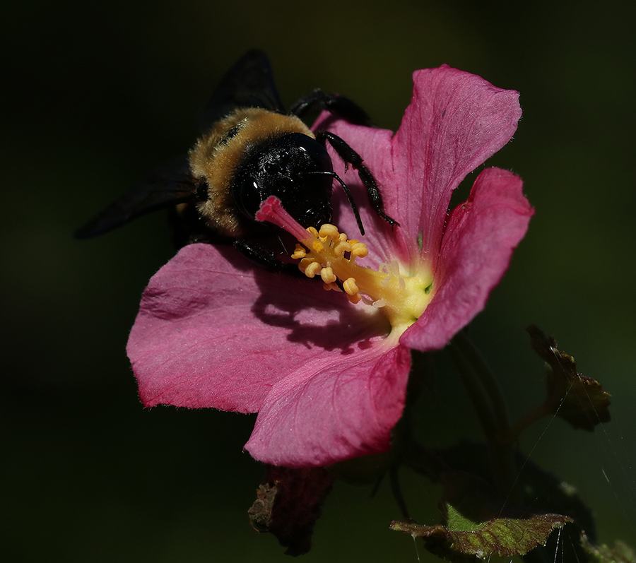 Carpenter bee on seashore mallow. Photo by Debbie Roos.