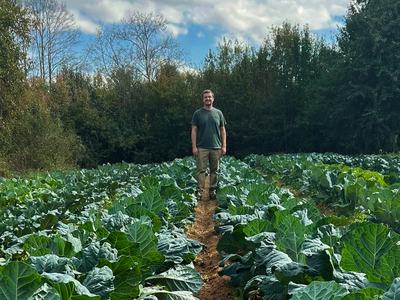 Collards in Field