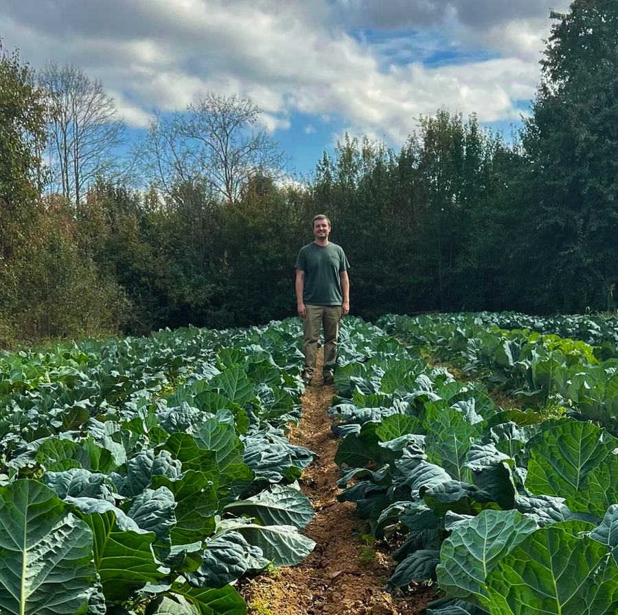 Collards in Field 