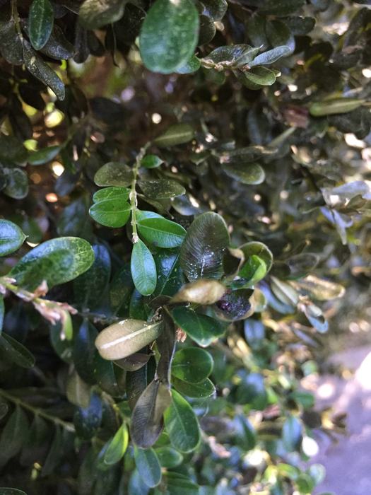 boxwood blight