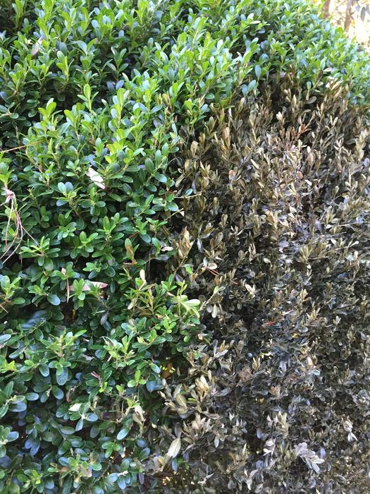 boxwood blight