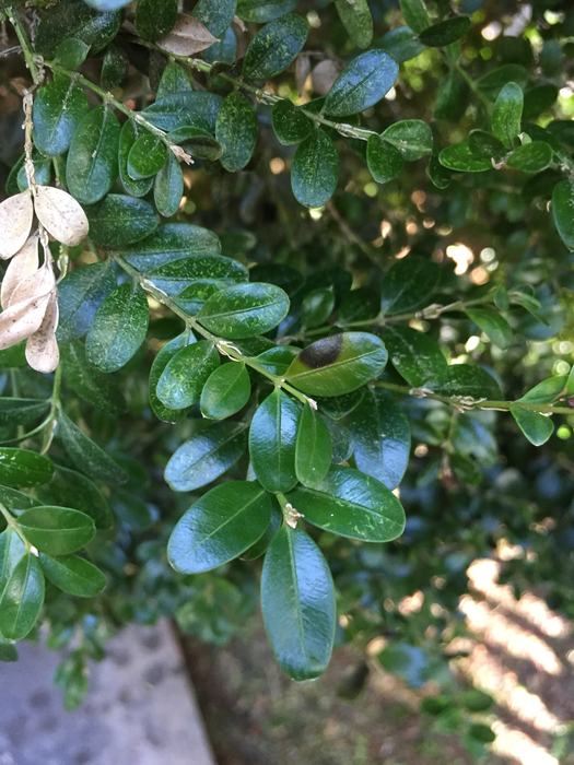 boxwood blight