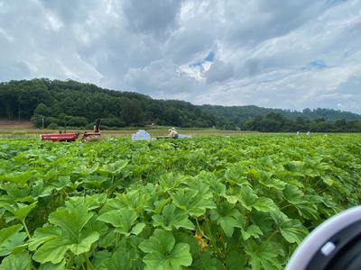 Field of squash plants with tractor and worker loading white boxes under cloudy sky
