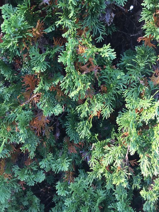 natural leaf drop on the interior of arborvitae