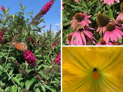 pollinators