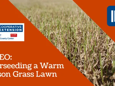 Overseeding a Warm Season Grass Lawn