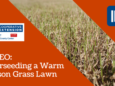Overseeding a Warm Season Grass Lawn