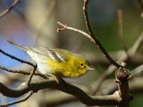 Small yellow songbird perched on a bare tree branch