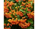 Pyracantha shrub with orange berries