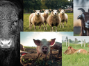 Collage: close-up cow, four sheep standing, goat at sunset, pig in mud, cows resting