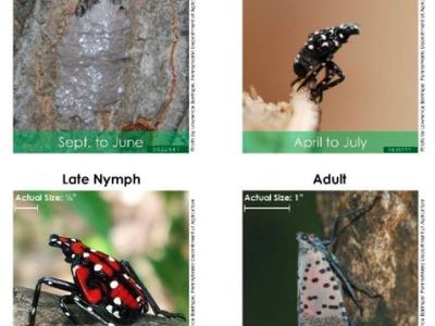 Spotted Lanterfly Lifecycle