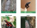 Spotted Lanterfly Lifecycle