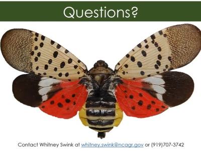 Questions? heading; spotted lanternfly with red hindwings; contact Whitney Swink (919)707-3742