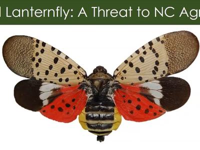 Adult Spotted Lanternfly
